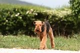 AIREDALE TERRIER 342